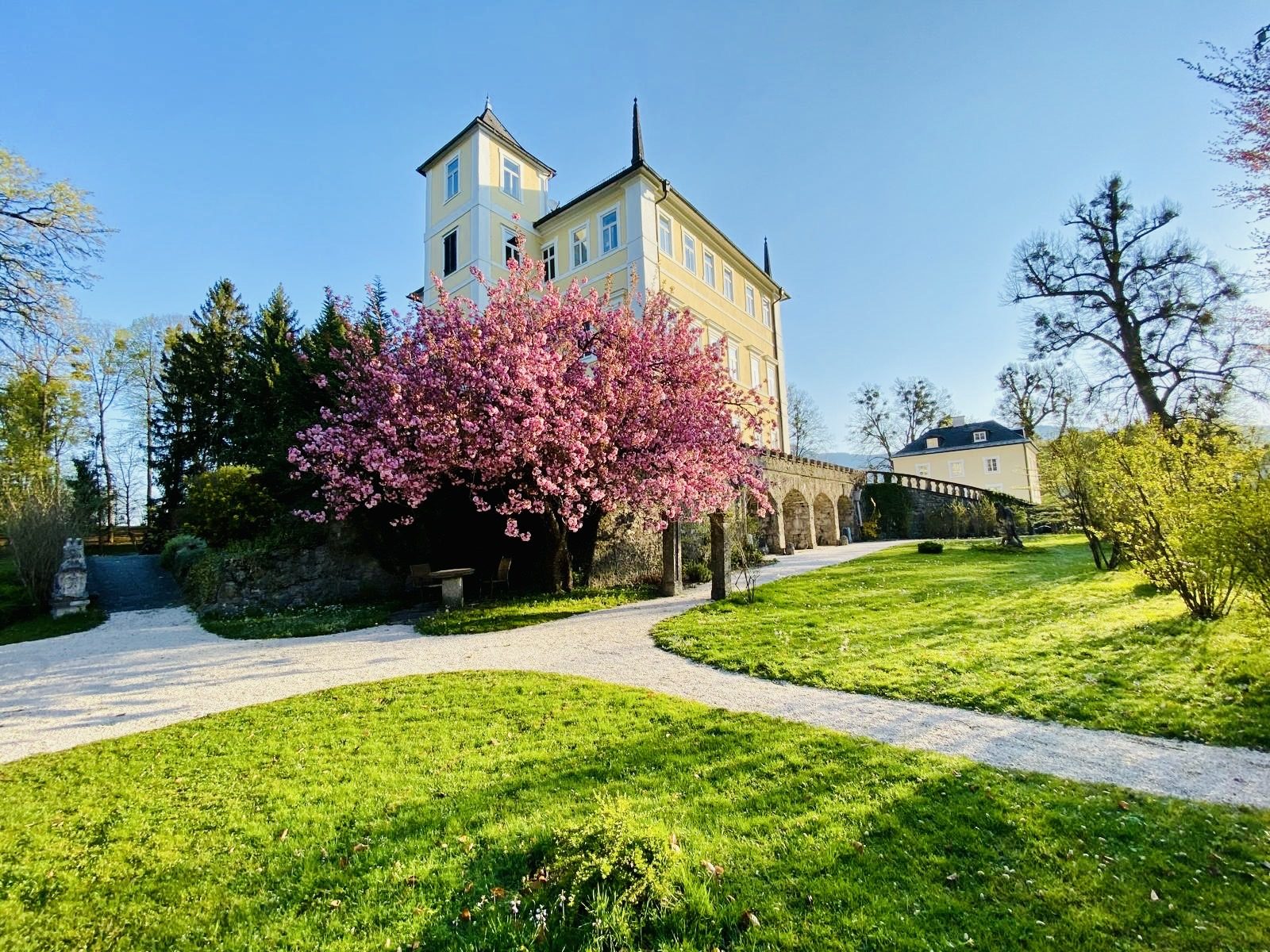 Schloss Emsburg — yellow baroque facade seen beyond a flowering cherry tree, Salzburg