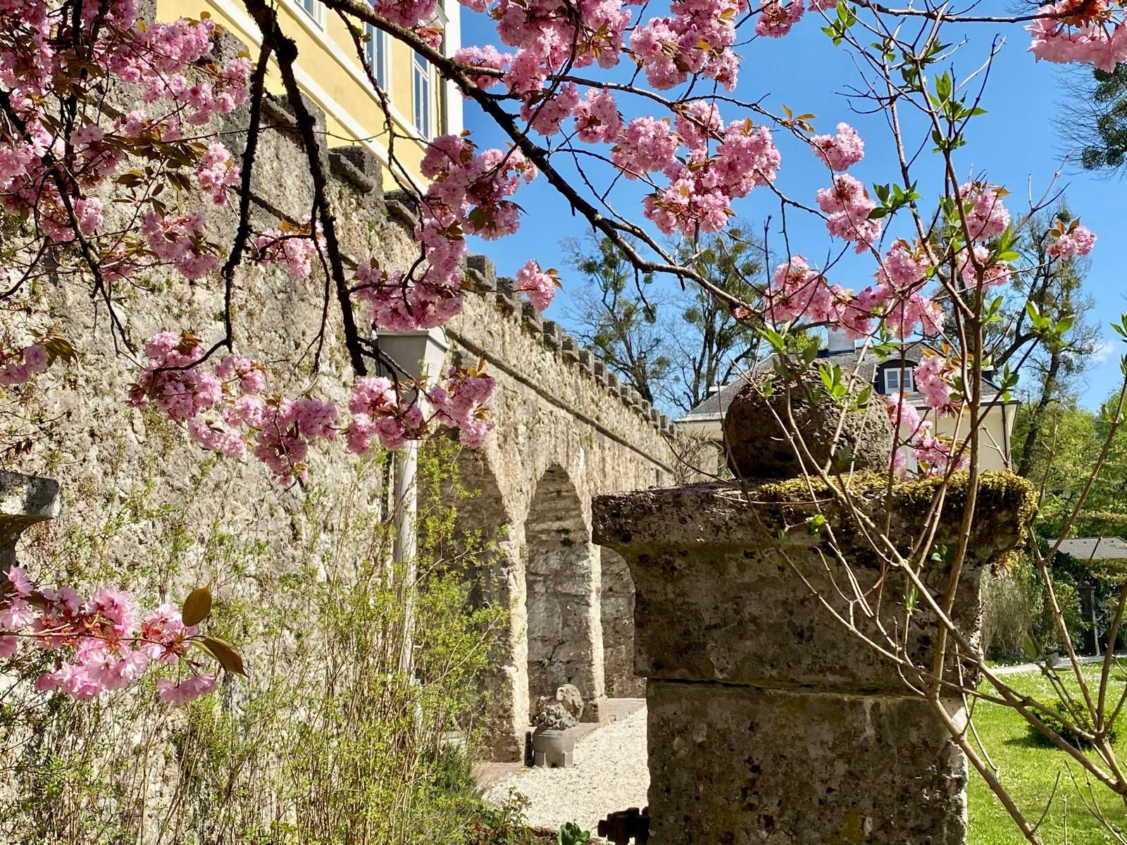 The wall, the cherry, the hour after rain
